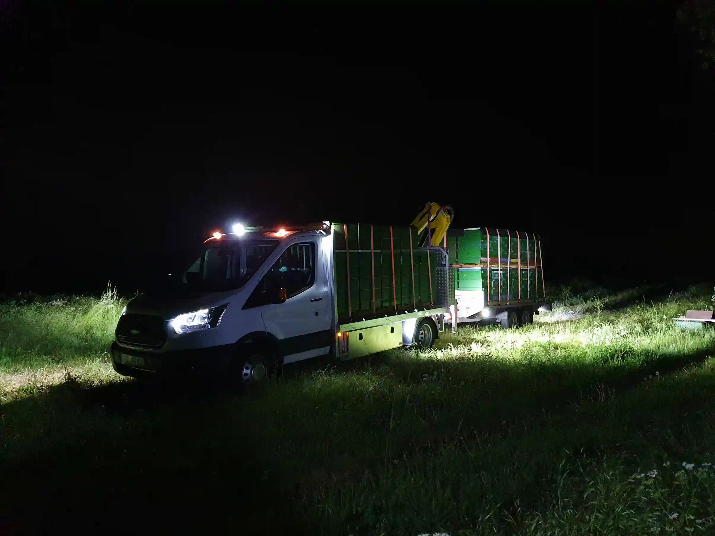 Bienen beim nächtlichem Transport